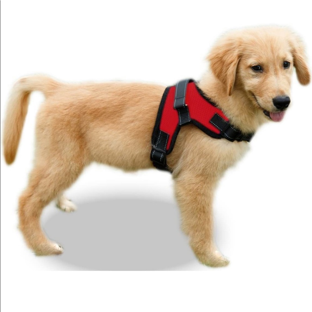 Red dog harness